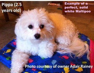 white Maltipoo solid coat
